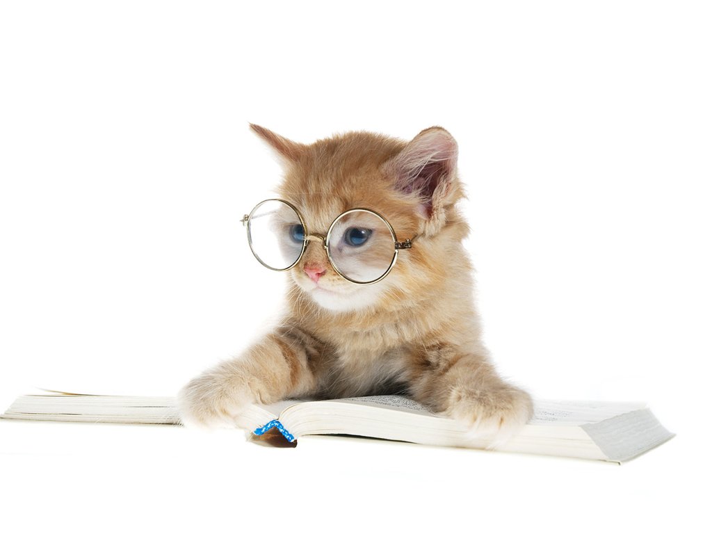 Cute-Cat-Reading-Book-images-background