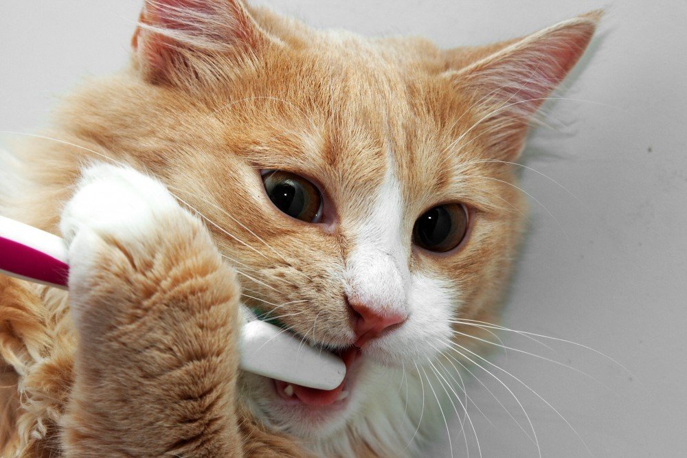 catbrushingteeth
