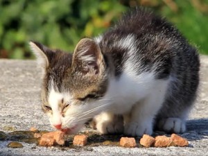 catfoodoutside1
