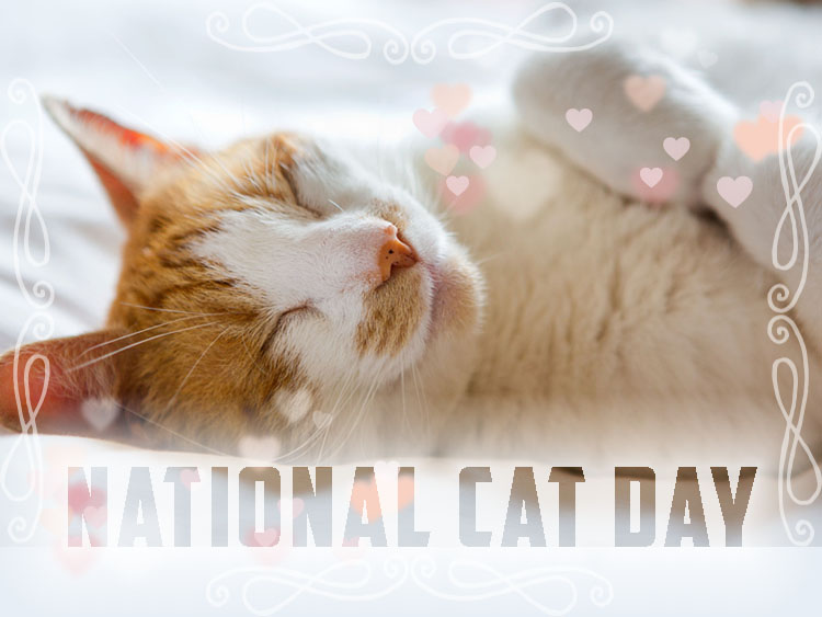 NationalCatDay1